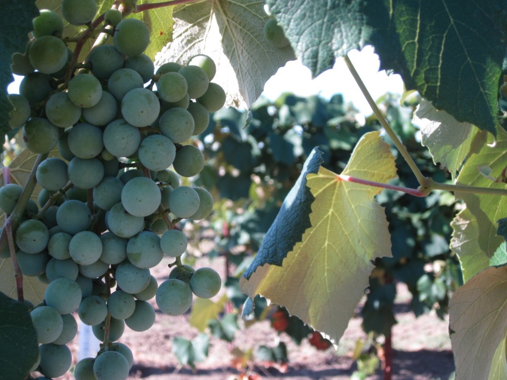 Grapes growing near hotel in Yakima Valley