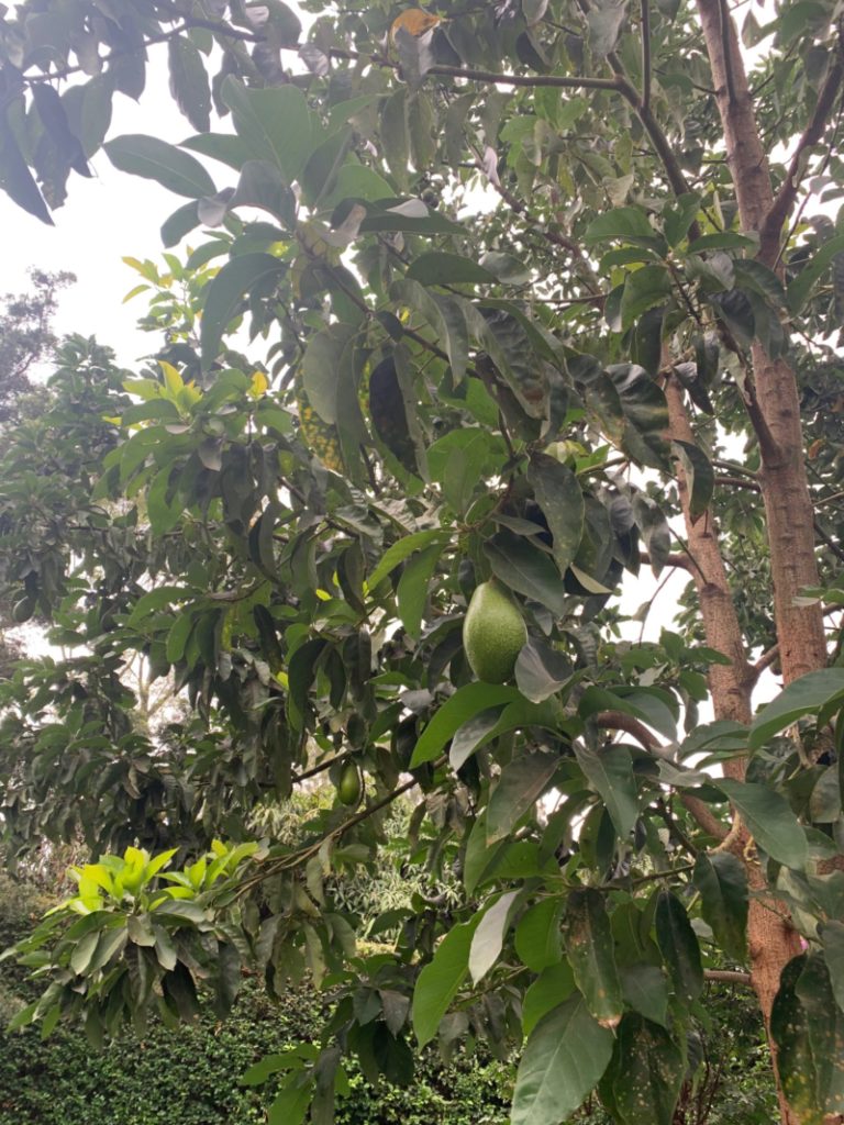 The first appearance of the Randoms… <3